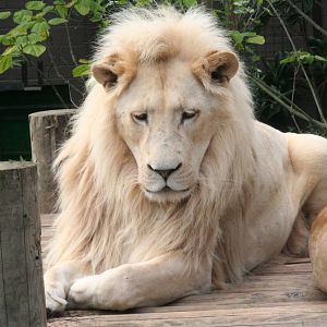 South African Lions (Panthera leo krugeri)