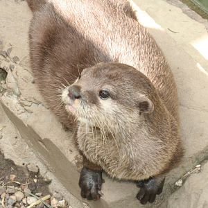 Asian small-clawed otter
