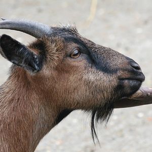 domestic goat