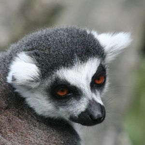 ring-tailed lemur
