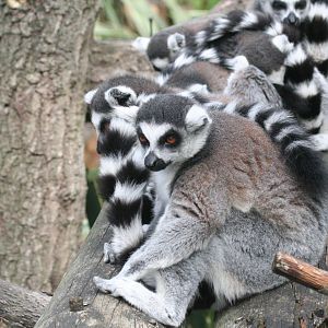 ring-tailed lemurs