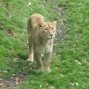 Lioness (21.10.10)