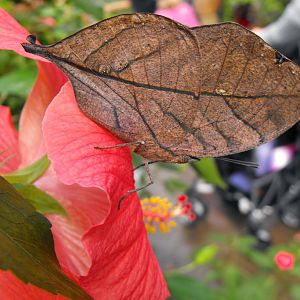 Leaf Butterfly Chester Zoo October 2010