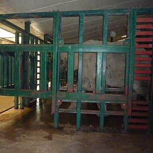 elephant in its house target training