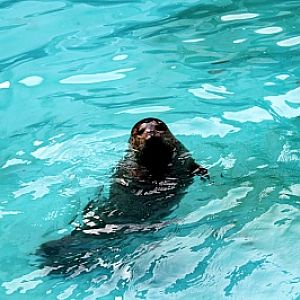 Seoul Zoo - Spotted Seal