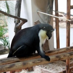 Seoul Zoo - Diana Monkey
