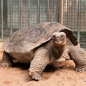 Seoul Zoo - Galapagos Tortoise