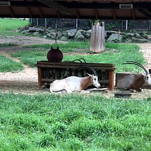 Seoul Zoo - scimitar-horned oryx