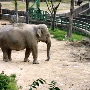 Seoul Zoo - Asiatic Elephant