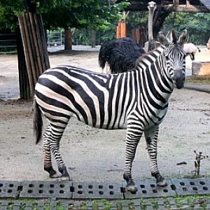 Seoul Zoo - Grant's zebra, Ostrich.