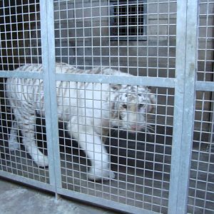 Tiger's indoor exhibit