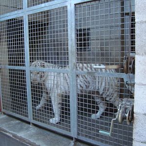 Tiger's indoor exhibit