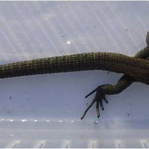 Common lizard specimen 01