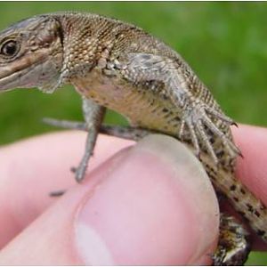 Common lizard specimen 02