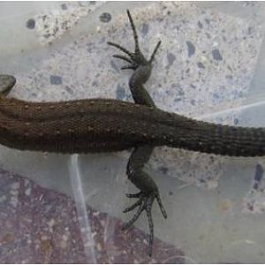 Common lizard specimen 03