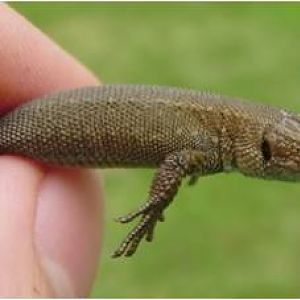 Common lizard specimen 05