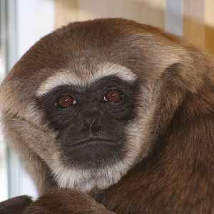 Agile Gibbon @ Twycross; 22.10.2010