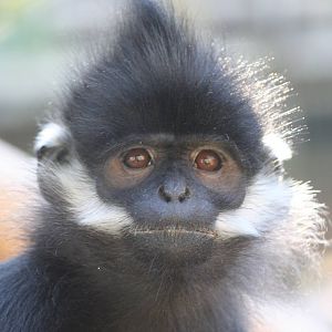 Francois' Langur @ Twycross; 22.10.2010