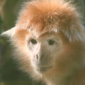 Javan Langur @ Twycross; 22.10.2010