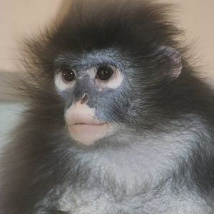 Dusky Langur @ Twycross; 22.10.2010