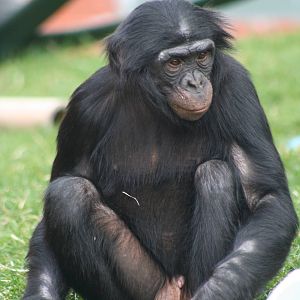 Bonobo @ Twycross; 22.10.2010