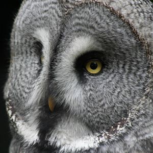 Great Grey Owl @ Twycross; 22.10.2010