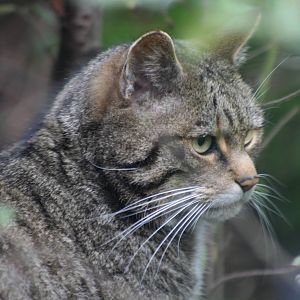 Scottish Wildcat @ Twycross; 22.10.2010