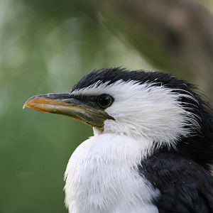 Little Pied Cormorant @ Twycross; 22.10.2010