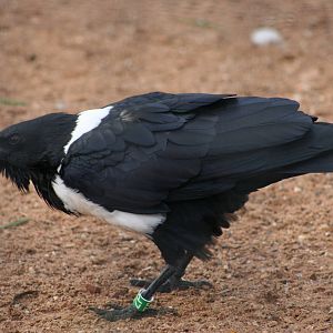 Pied Crow @ Twycross; 22.10.2010