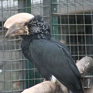 Male Silvery-Cheeked Hornbill @ Twycross; 22.10.2010