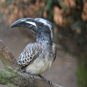 Male African Grey Hornbill @ Twycross; 22.10.2010
