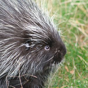 North American Porcupine @ Edinburgh; 17.10.2010