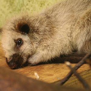 North Luzon Giant Cloud Rat @ Edinburgh; 17.10.2010