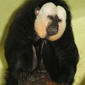 Male White-faced Saki @ Edinburgh; 17.10.2010