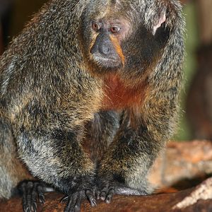 Female White-faced Saki @ Edinburgh; 17.10.2010
