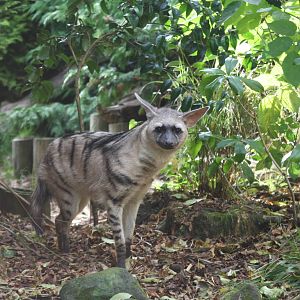 Aardwolf @ Edinburgh; 17.10.2010