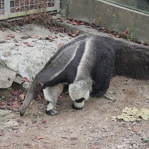 Seoul Zoo - Giant anteater