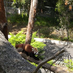 Red panda