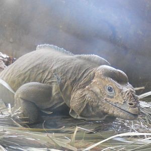 Rhinoceros Iguana