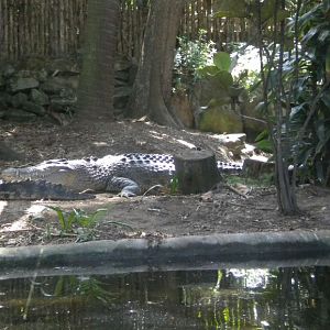 Salt water croc