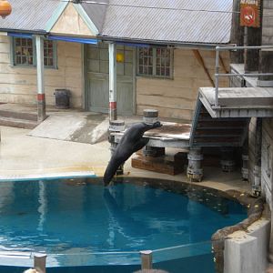 Seal show