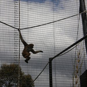 White-cheeked gibbons