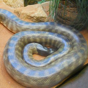 black headed python