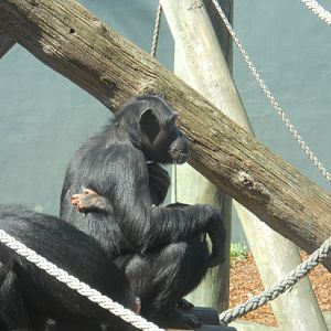 chimp