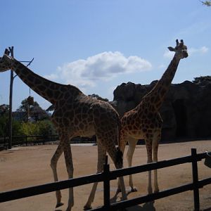 giraffe
