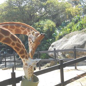 giraffe