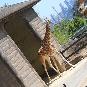 giraffe