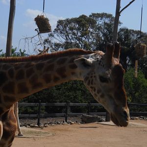 giraffe