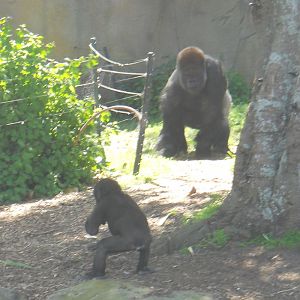 gorilla