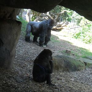 gorilla